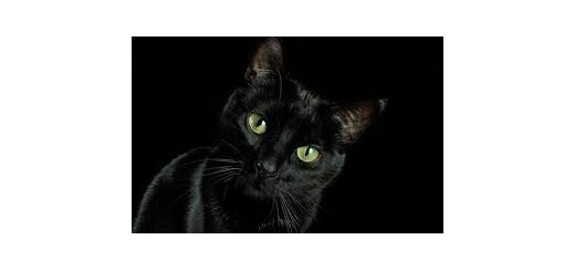 تعبیر خواب گربه سیاه در خانه