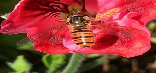 عکس زنبورعسل نشسته روی گل
