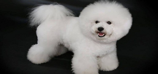 عکس سگ پاپی سفید برای پروفایل